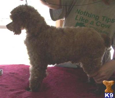 Stud Dogs - Poodle
